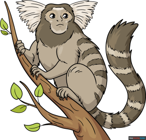 How to Draw a Marmoset Featured Image
