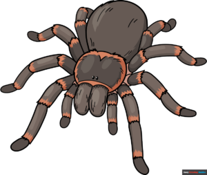 How to Draw a Tarantula Featured Image