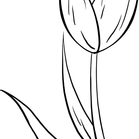 Free printable Tulip coloring page