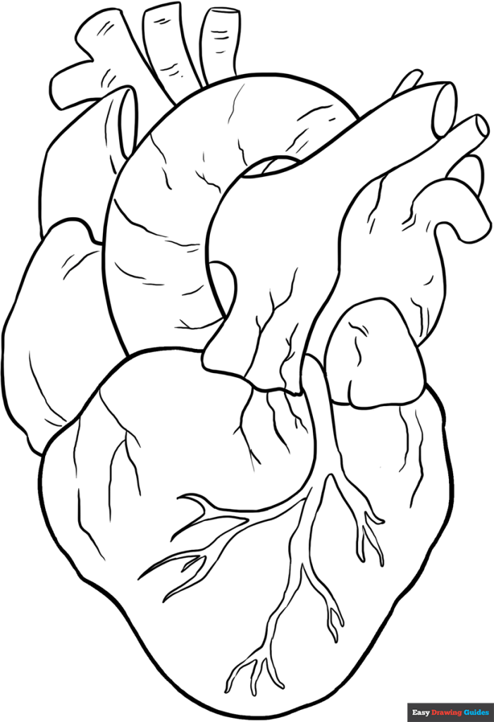 human-heart-coloring-page-easy-drawing-guides