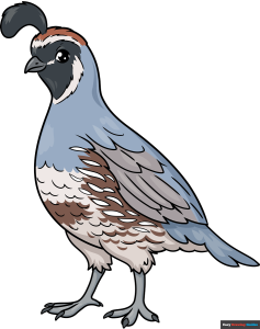 How to Draw a Quail Featured Image