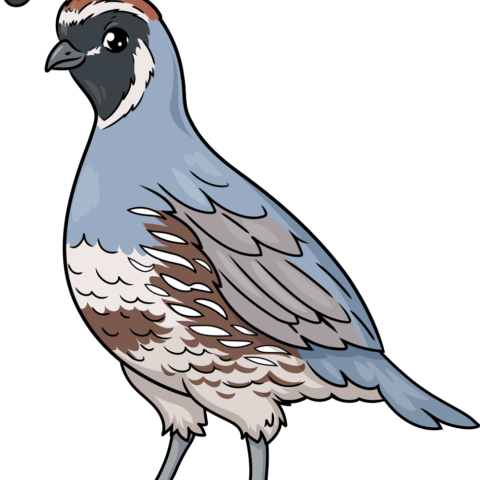 How to Draw a Quail Featured Image