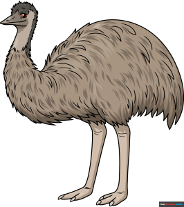 How to Draw an Emu Featured Image