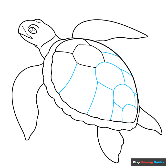 How To Draw A Realistic Turtle How To Draw A Realistic Turtle