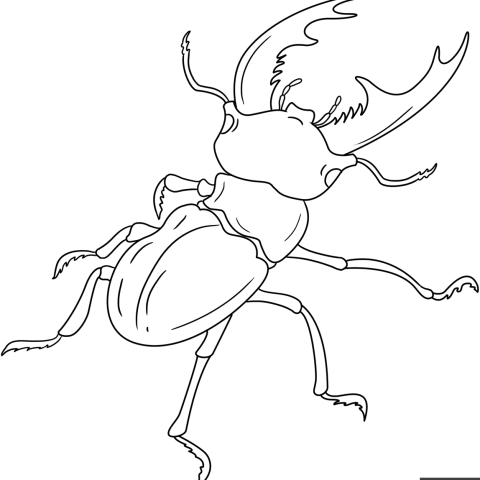 Free printable Beetle coloring image