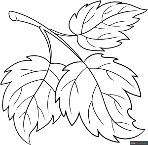 How to Draw a Leaf Outline Featured Image