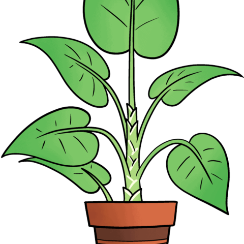 How to Draw a Plant Featured Image