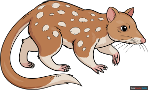 How to Draw a Quoll Featured Image