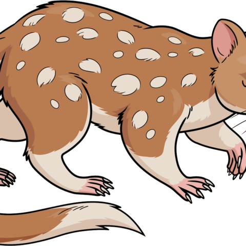 How to Draw a Quoll Featured Image