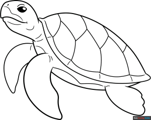 How to Draw a Turtle Outline Featured Image