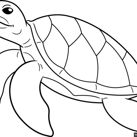 How to Draw a Turtle Outline Featured Image