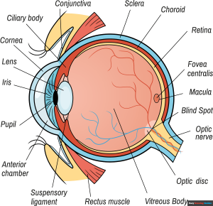 How to Draw a Human Eye Diagram Featured Image