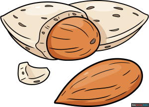 How to Draw an Almond Featured Image