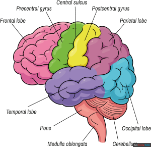 How to Draw a Brain Diagram Featured Image