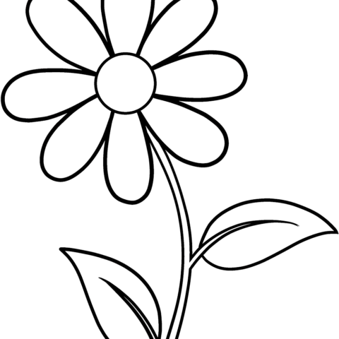 How to Draw a Simple Flower Outline Featured Image
