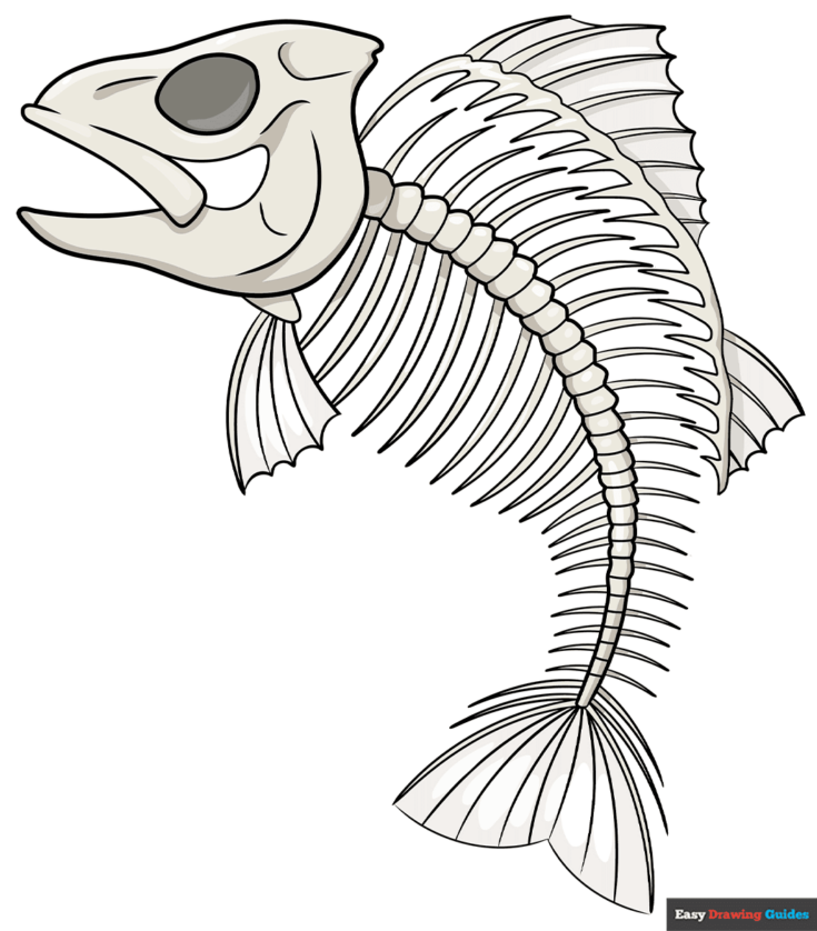 How to Draw Skeletons 11 Step by Step - How To Draw A Fish Skeleton Featured Image 1200 735x838