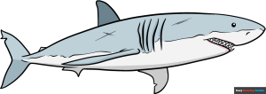 How to Draw an Easy Realistic Shark Featured Image