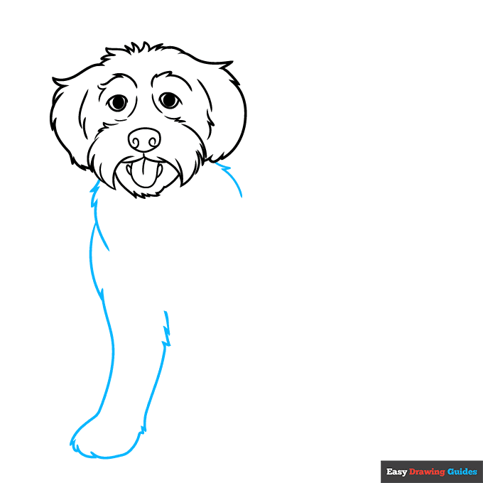 Labradoodle step-by-step drawing tutorial: step 5