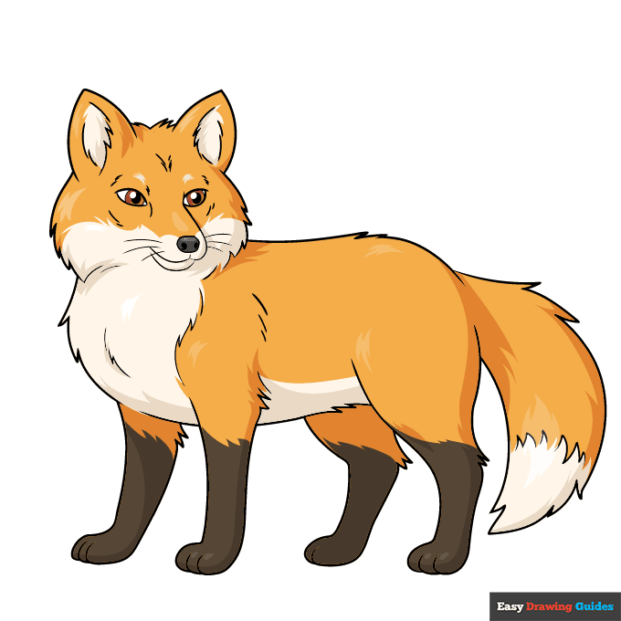 Red Fox step-by-step drawing tutorial: step 11