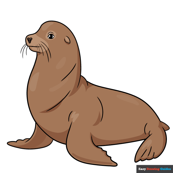 Sea Lion step-by-step drawing tutorial: step 11