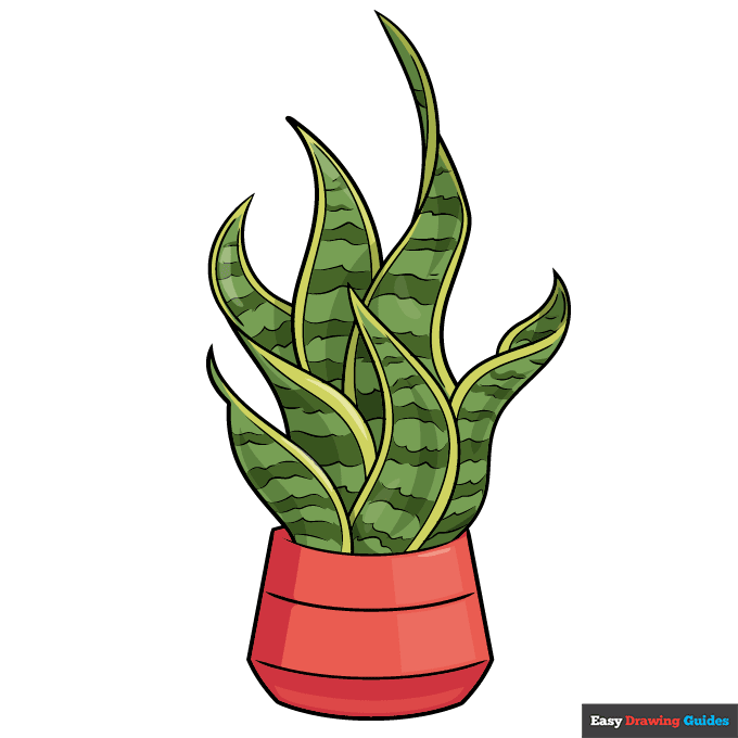 Snake Plant step-by-step drawing tutorial: step 11