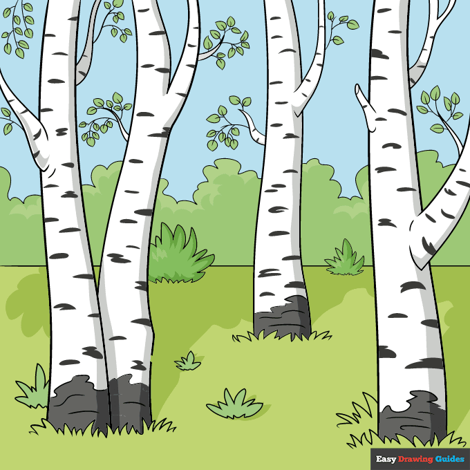 Birch Trees step-by-step drawing tutorial: step 11