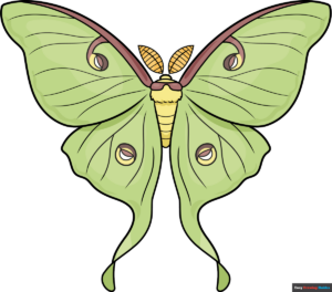 How to Draw a Luna Moth Featured Image