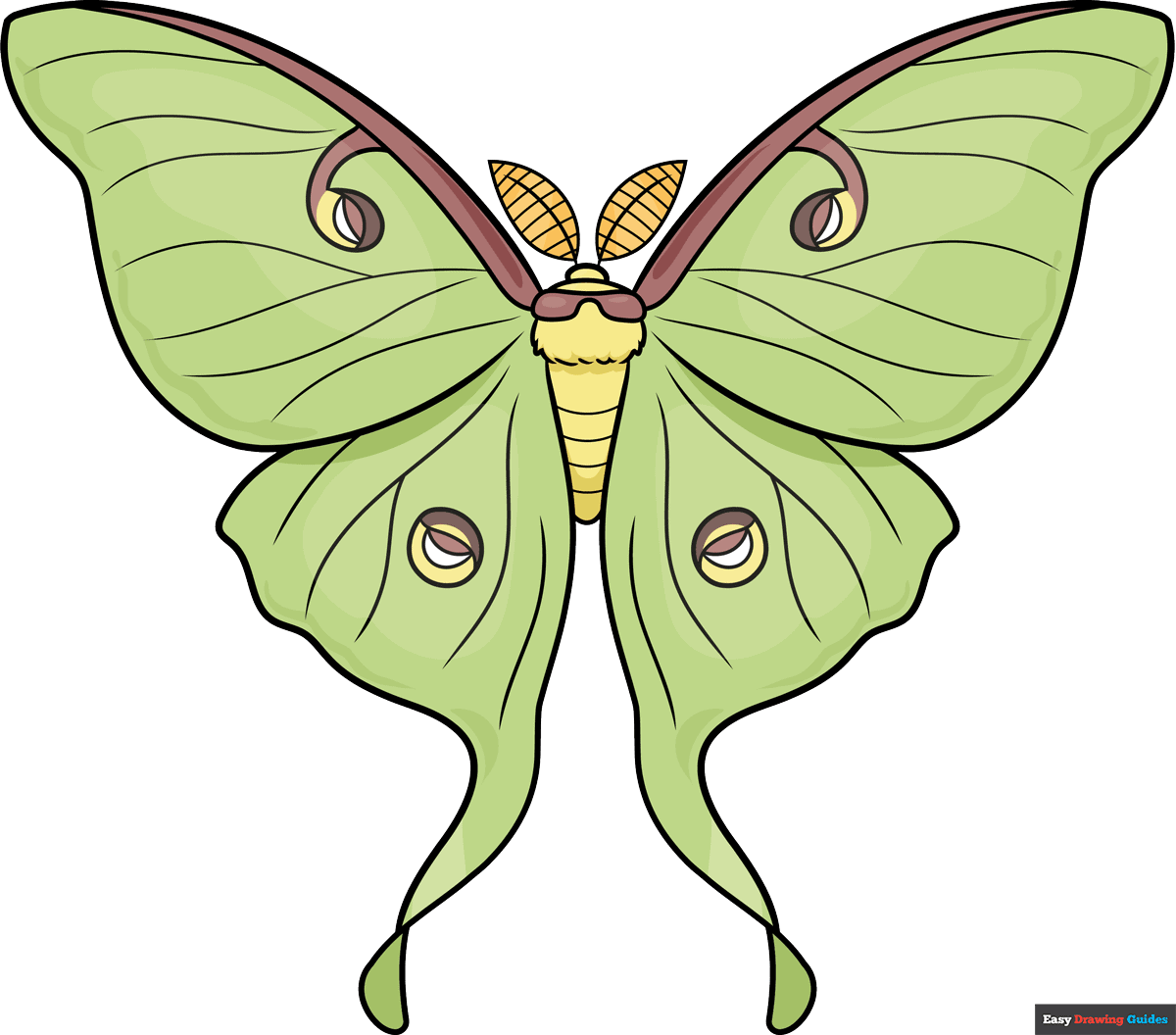How to Draw a Luna Moth Featured Image