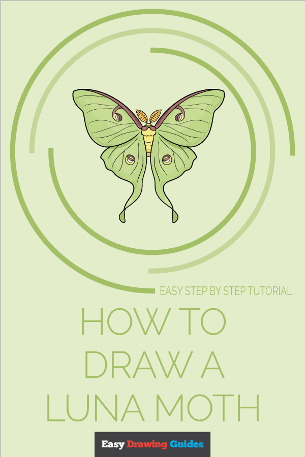How to Draw a Luna Moth Pinterest Image