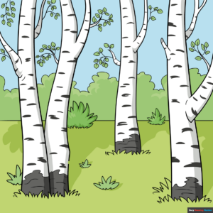 How to Draw Birch Trees Featured Image
