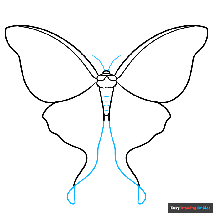 Luna Moth step-by-step drawing tutorial: step 5