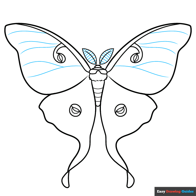 Luna Moth step-by-step drawing tutorial: step 8