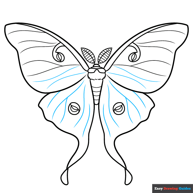 Luna Moth step-by-step drawing tutorial: step 9