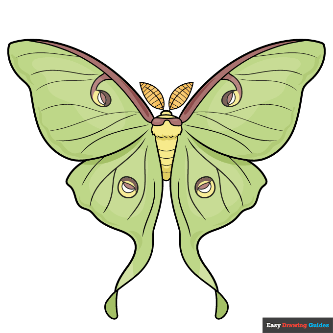 Luna Moth step-by-step drawing tutorial: step 11