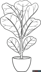 Free Printable Fiddle Leaf Fig Coloring Page