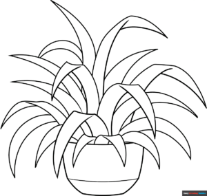 Free Printable Spider Plant Coloring Page