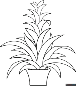 Free Printable Bromeliad Coloring Page