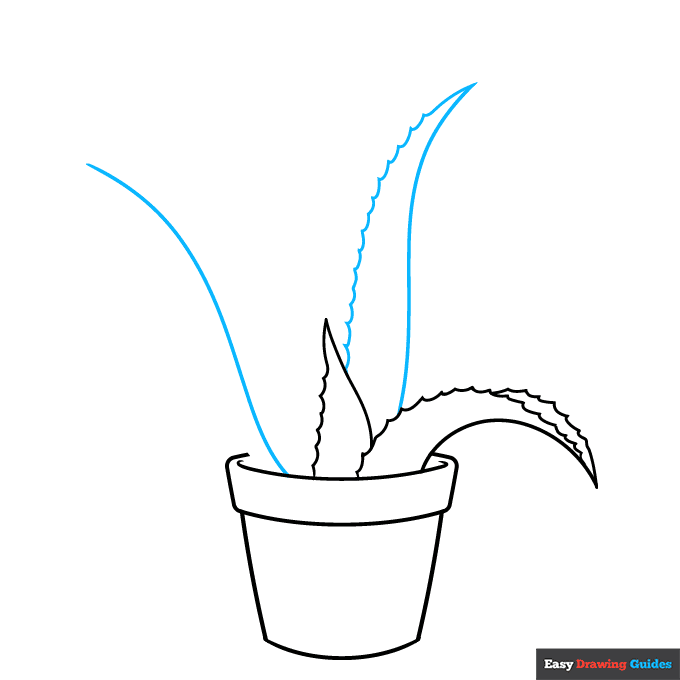 Aloe Vera step-by-step drawing tutorial: step 4