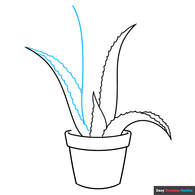 Aloe Vera step-by-step drawing tutorial: step 5