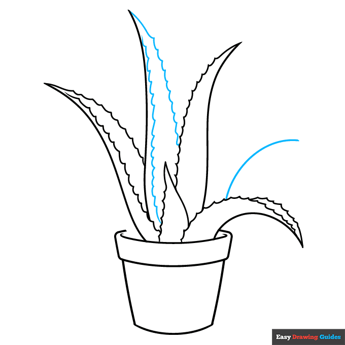 Aloe Vera step-by-step drawing tutorial: step 6