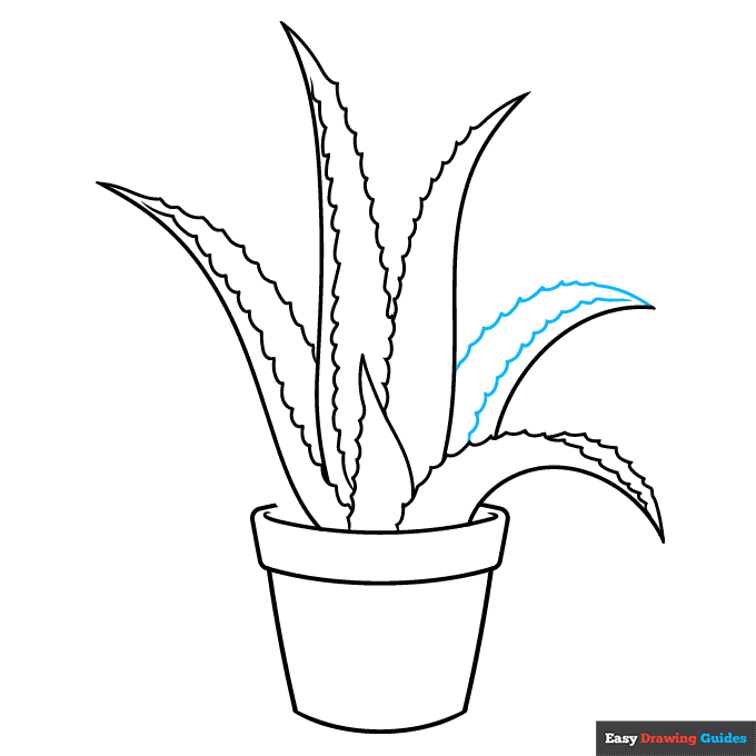 Aloe Vera step-by-step drawing tutorial: step 7