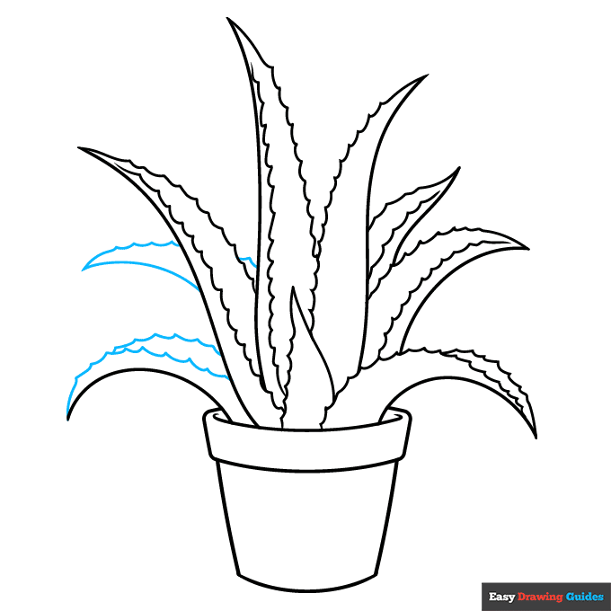 Aloe Vera step-by-step drawing tutorial: step 9
