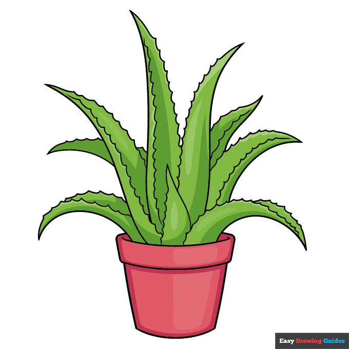 Aloe Vera step-by-step drawing tutorial: step 11