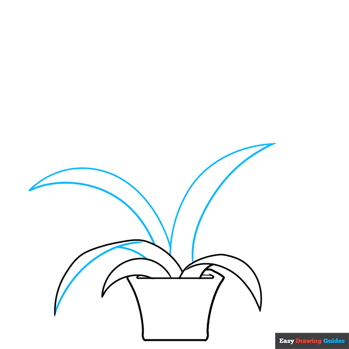 Bromeliad step-by-step drawing tutorial: step 3