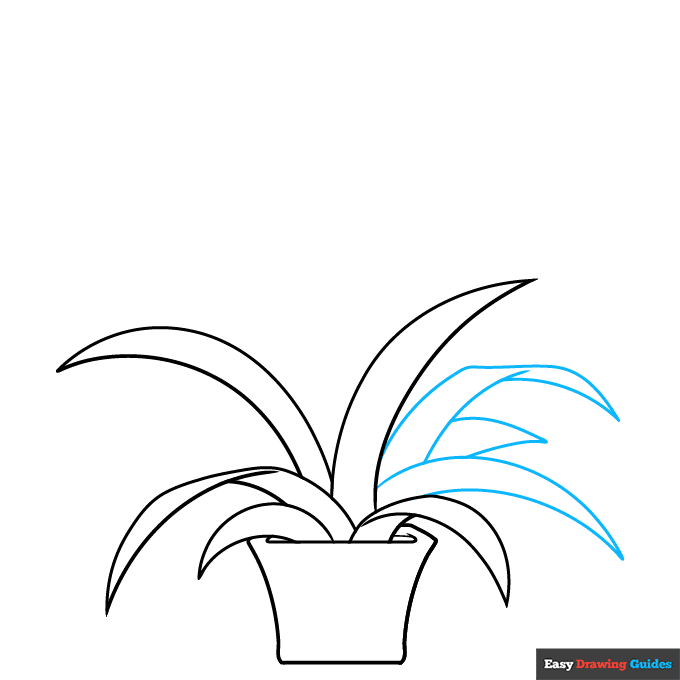 Bromeliad step-by-step drawing tutorial: step 4