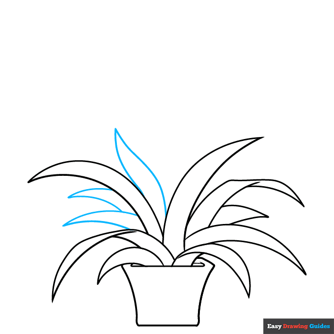 Bromeliad step-by-step drawing tutorial: step 5