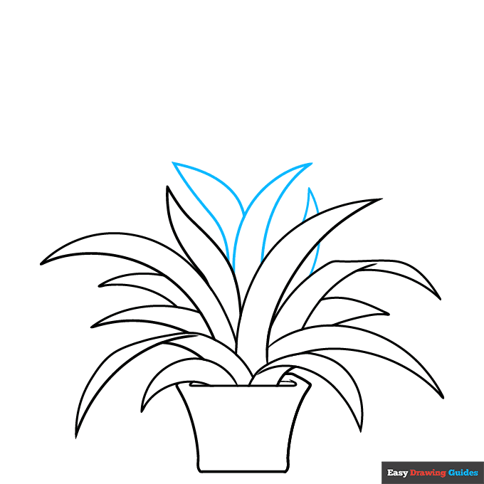 Bromeliad step-by-step drawing tutorial: step 6