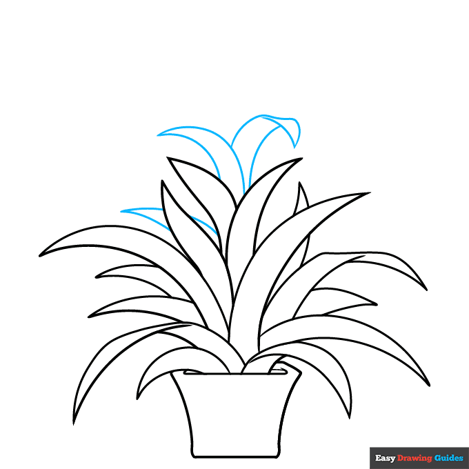 Bromeliad step-by-step drawing tutorial: step 7