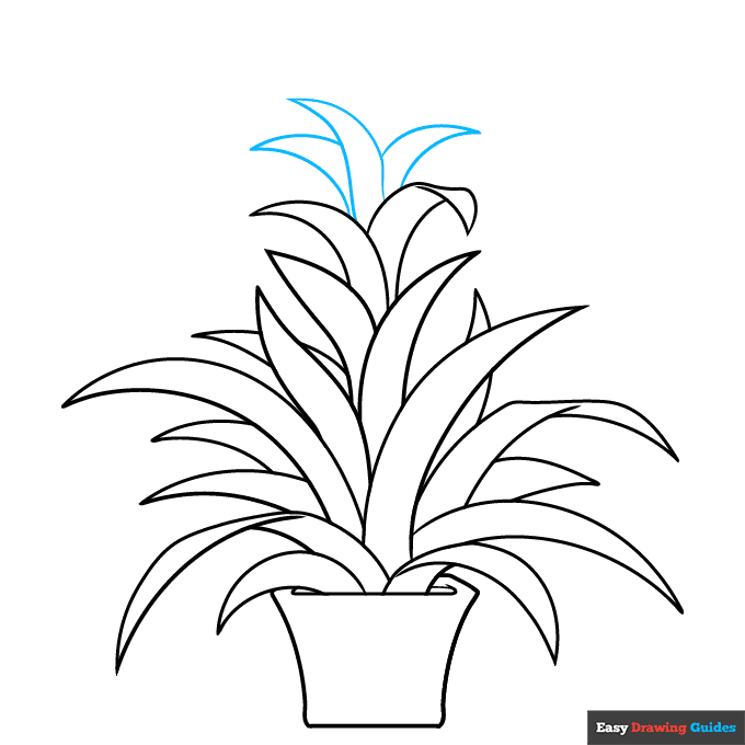 Bromeliad step-by-step drawing tutorial: step 8