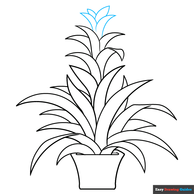 Bromeliad step-by-step drawing tutorial: step 9